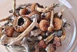 Buy Dried Magic Mushrooms