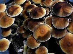 Microdose Mushrooms For Sale