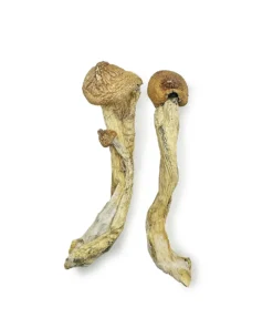 Penis Envy 7 Magic Mushrooms