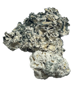 Alternative view of Enigma Magic Mushrooms For Sale