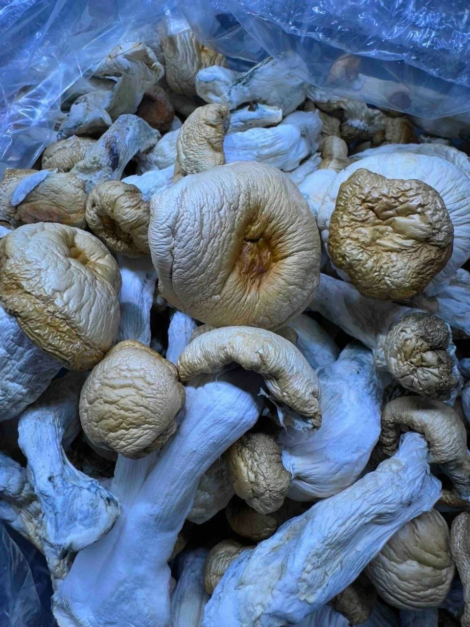 buy shrooms edibles online